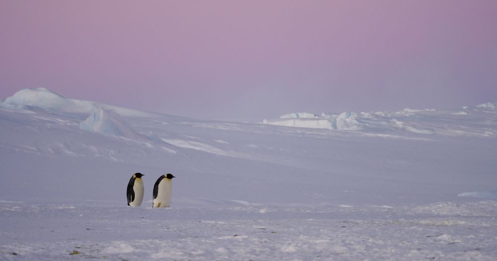 Pinguïns op Antartica