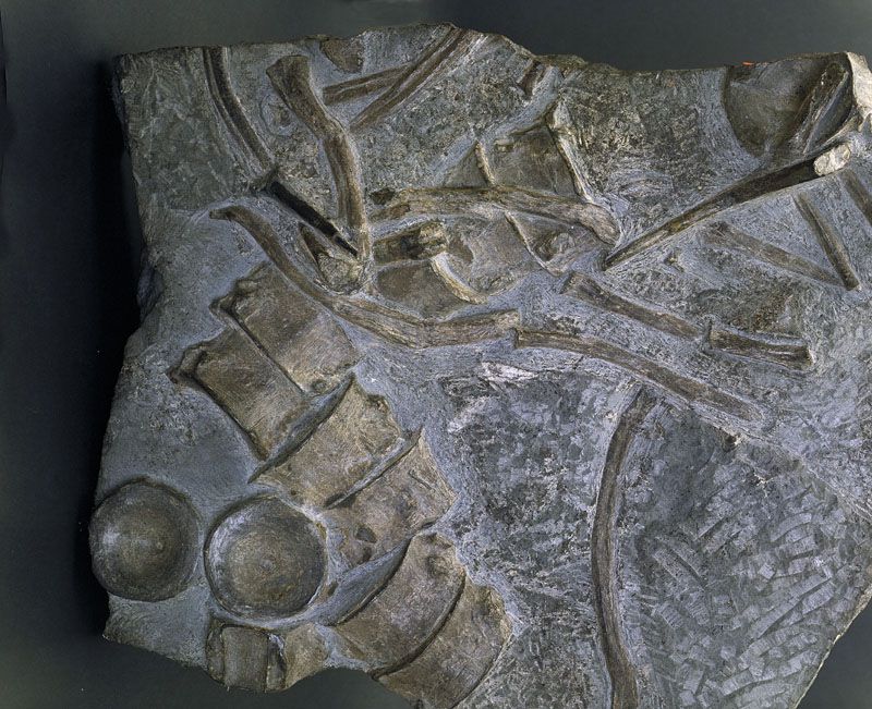 Wervels en ribben van een Ichthyosaurus