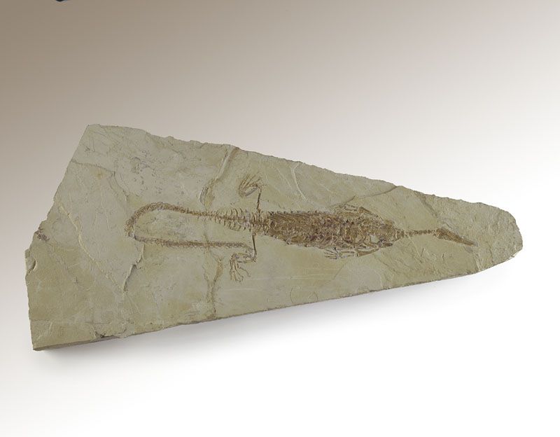 Mesosaurus brasiliensis, een zoetwaterreptiel. Vindplaats: Zuid-Brazilië. Ouderdom: 275 miljoen jaar