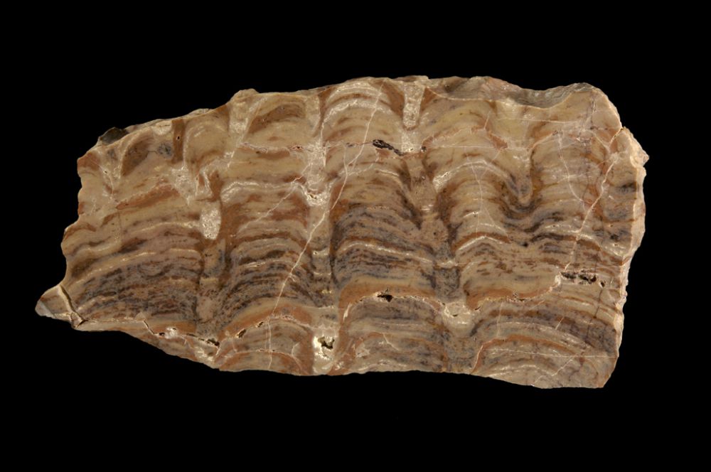 Fossiele stromatolieten