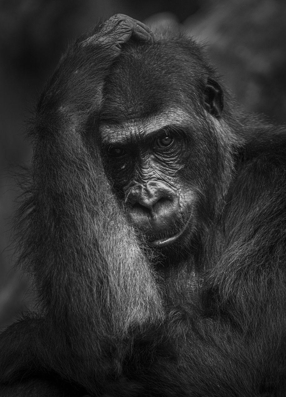 Jurywinnaar dier Werner van Beusekom "Gorilla portret"