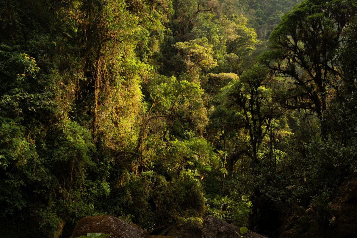 Regenwoud in Costa Rica