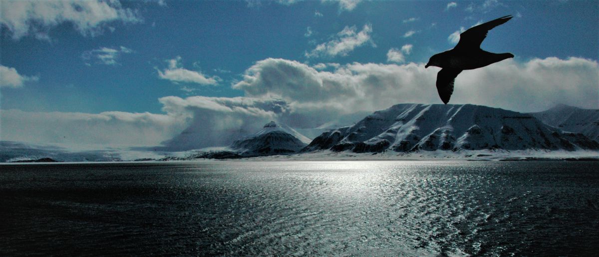 Afscheid van Jan Mayen, de Groenlandse walvis en Spitsbergen