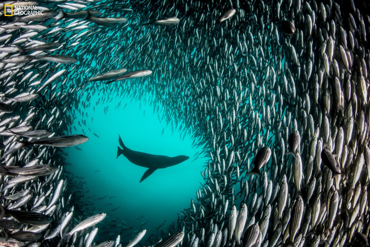 Photograph by Enric Sala, National Geographic - Pristine Seas