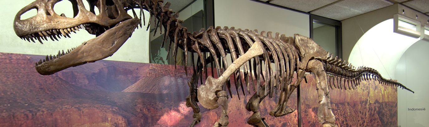 Het Allosaurusfossiel in een vroegere opstelling