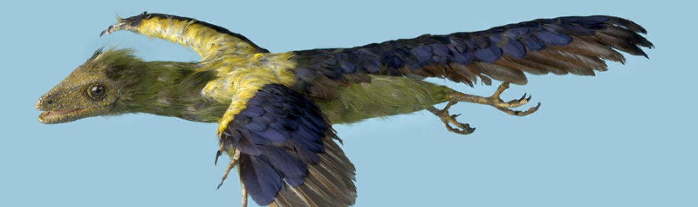 Model van een archaeopteryx
