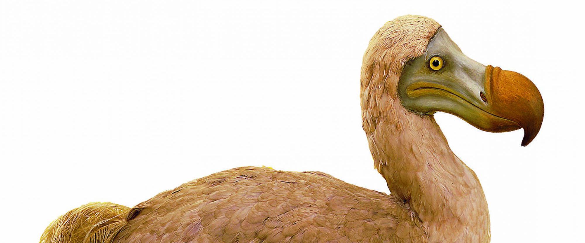 De dodo van Museon-Omniversum