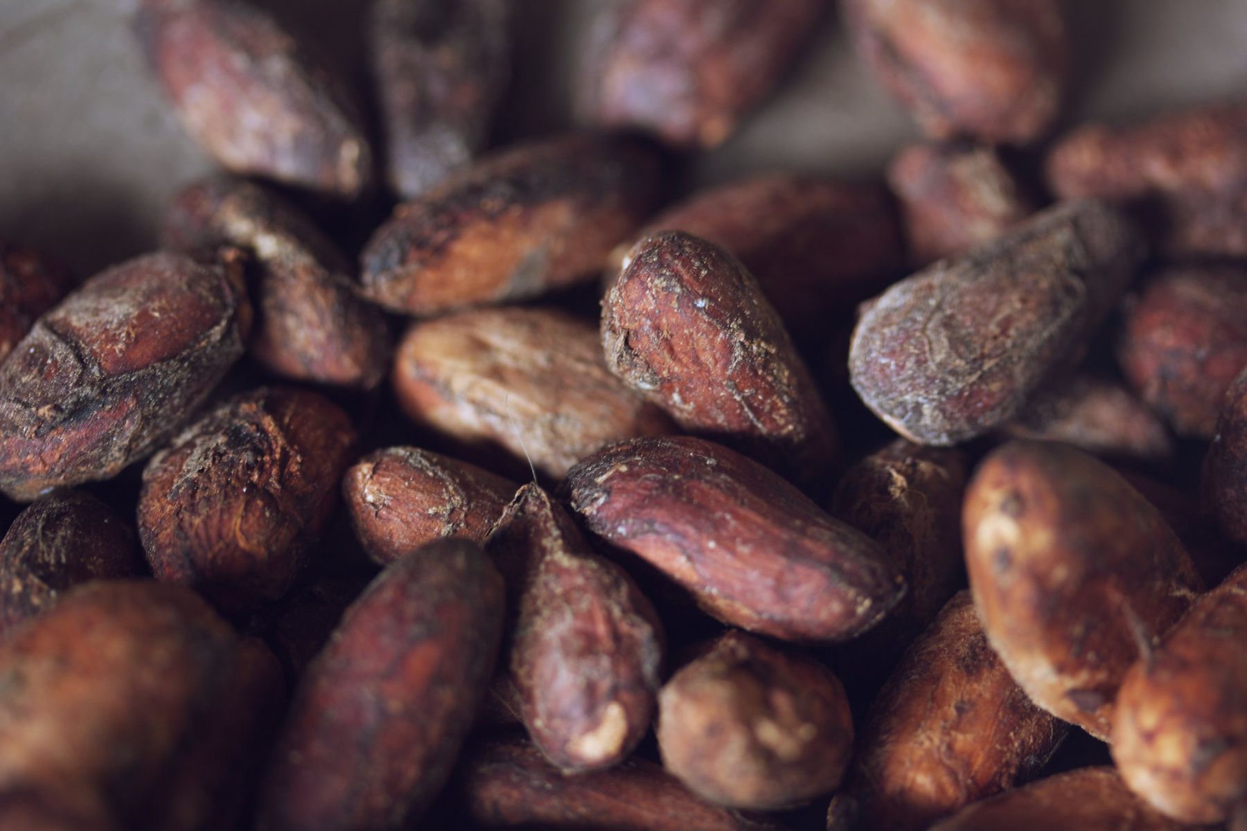 Cacao. Foto: Rosario Soffia