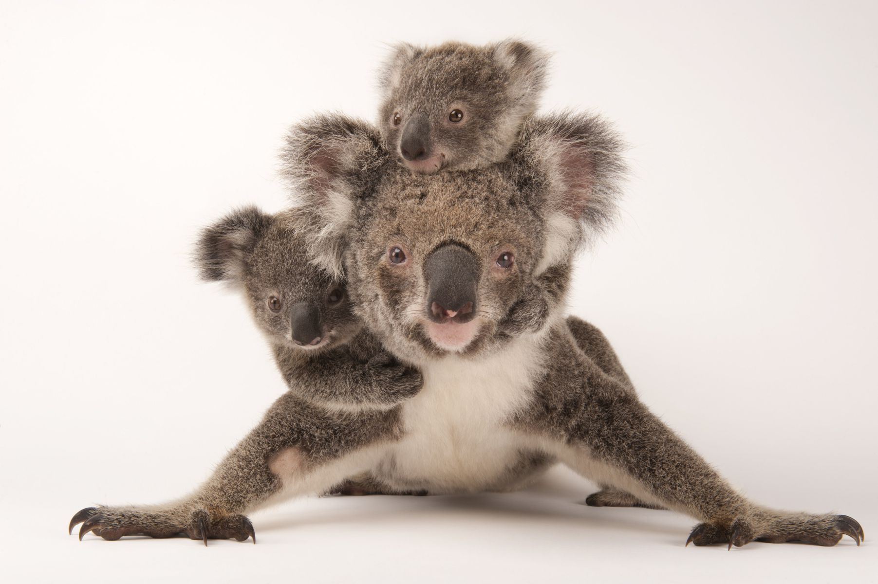 Koala's (Foto: Joel Sartore / National Geographic Photo Ark)