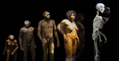 De evolutie van de mens aan de hand van reconstructies uit de collectie van het Museon
